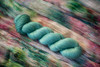 Oopsy Bull 'YAK SILK' LACE
